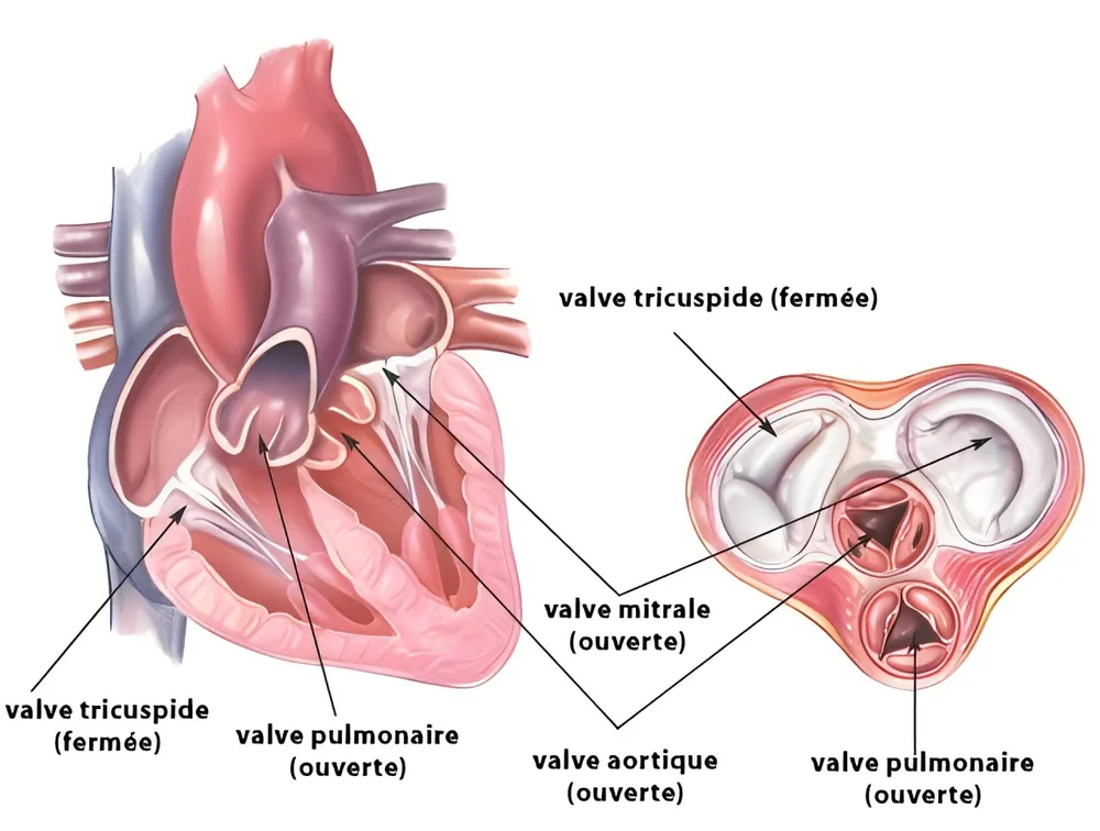 Schéma des quatre valves du cœur : tricuspide, mitrale, aortique et pulmonaire